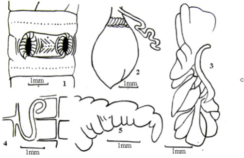 Pheretima catbaensis